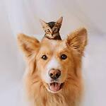 funny dogs and cats