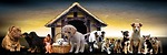 Cute and funny dogs and cats