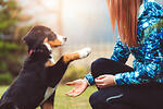 Dog Trainer