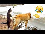 Animal funny video