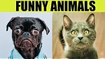 Funny animals videos.