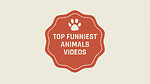 Top Funniest Animals Videos