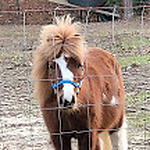 Miniature Horses on the Ponderosa