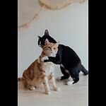 Cat Lovers