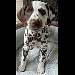 Mayka The Missing Link Dalmatian