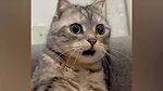 FUNNY CATS and DOGS