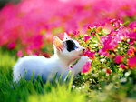 Funny cats animal video