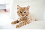 cute cat dog Video upload