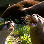 RollingLaughsAnimals