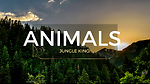 Animals jungle king