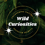 Wild Curiosities