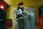 Cat Funny videos