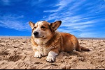 Puppy and Dogs