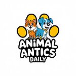 Animal Antics Daily