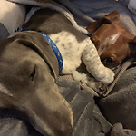 Mr. Blue & Truly Dachshunds