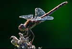 Exploring Earth's Amazing Animals