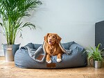 AdmirerOfPets