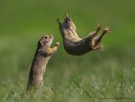Funny video's with animal's