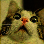 Funny curious cats
