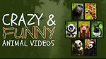 Animal related cute and funny videos