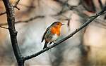 Birds in Nature