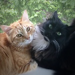 2plus 2cats