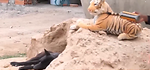 Welcome to Mad Screamers, your one-stop destination for hilarious and heartwarming animal antics!