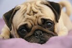 Petsfuny2