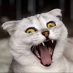 Cat Sonya