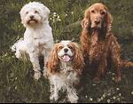 TheDoggoDiariess