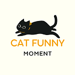 Funny cat moment