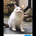 All About Pets