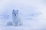 Cute Animals and Nasa Videos
