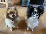 Grooming Tips for Pet Owners