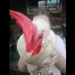 Chicken Love