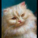 Funny Animals Club