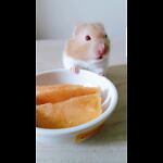 HamsterLife