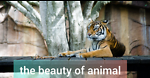 You can watching animal Beauty