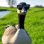 The Goosee Report - Unofficially Opinionated