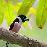 the sound of birds chirping