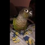 Buzzing Conure