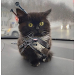 Funny Animals