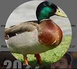 Duckybhai