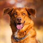 StreetDogs.co