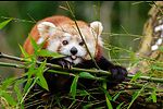 Red panda