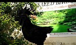 pure ayam cemani chicks,hen and rooster top quality