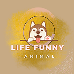 Life Funny Animals