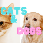 Funniest Cats and Dogs