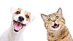 Funny  Cats and  Dogs