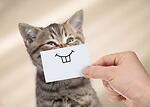 love cats